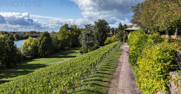 Vineyards and city wall at the Pompeianium in Aschaffenburg