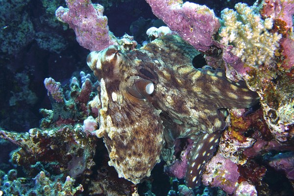 Great Blue Octopus