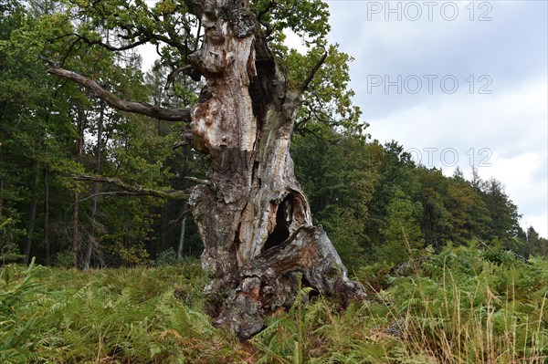 Court oak tree