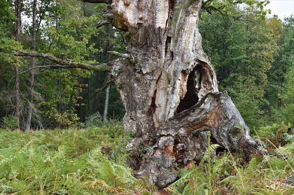 Court oak tree