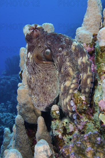 Great Blue Octopus