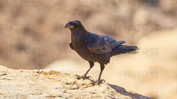 Common raven