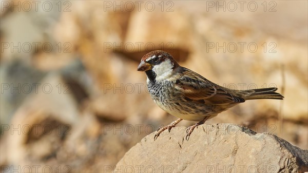 House sparrow