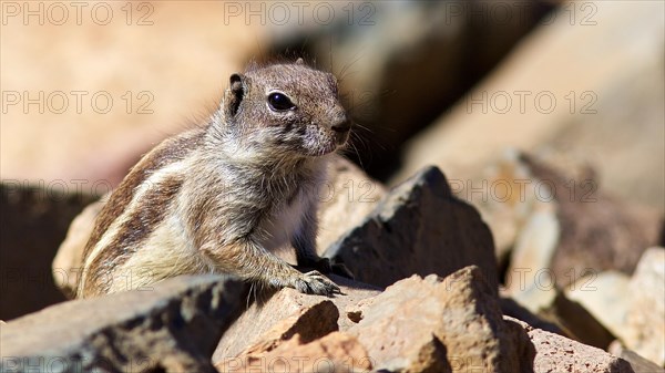 Atlas squirrel