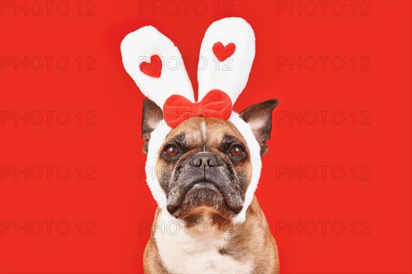 French Bulldog dog wearing Valentine's Day headband with bunny ears with hearts on red background