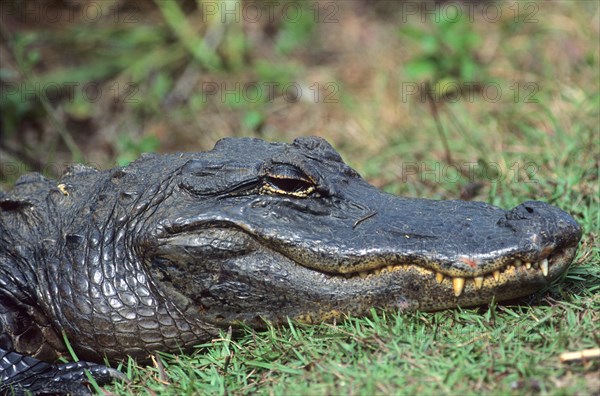 American alligator