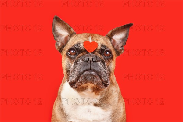 Cute French Bulldog dog with Valentine's Day heart on forehead on red background