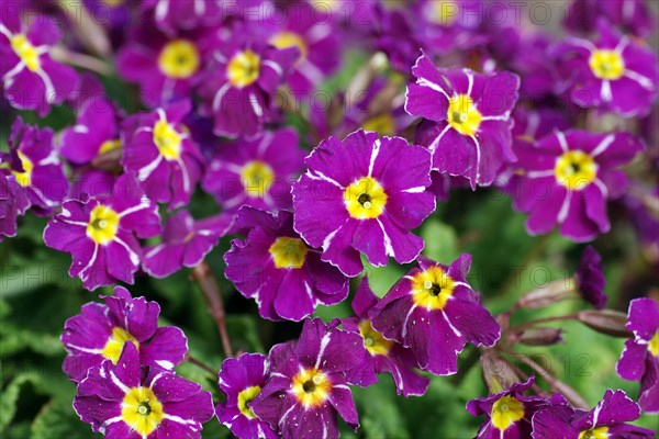 Primrose