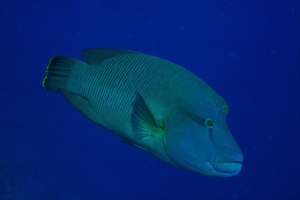 Humphead wrasse