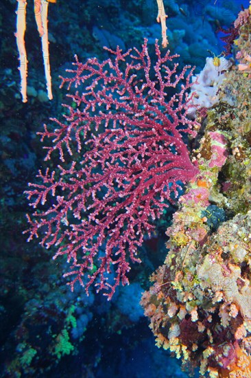 Godeffroys cherry blossom coral
