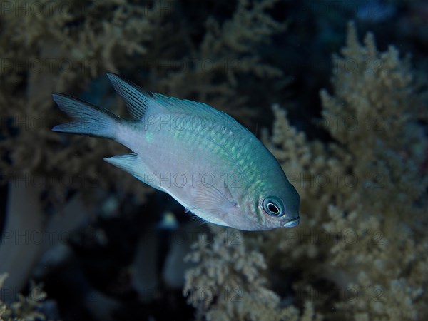 Maldives damselfish