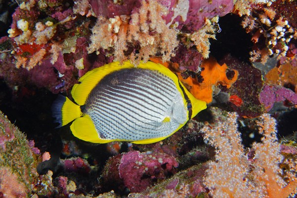 Blackback butterflyfish