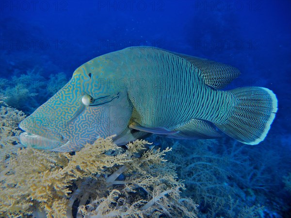 Humphead wrasse