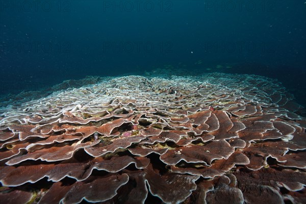 Giant Lettuce Coral