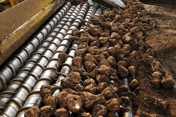 Beet cleaning loader picks up