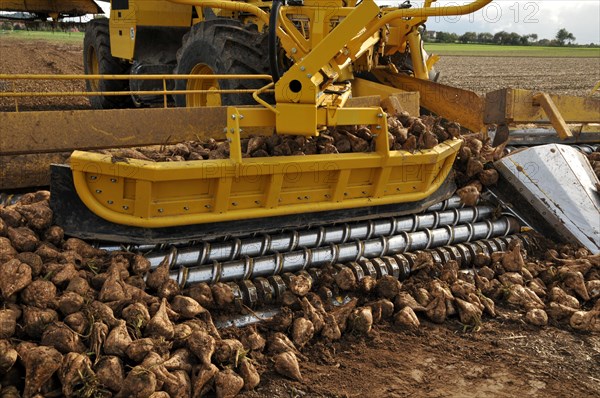 Beet cleaning loader picks up