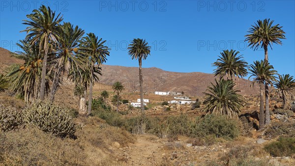 Palm trees