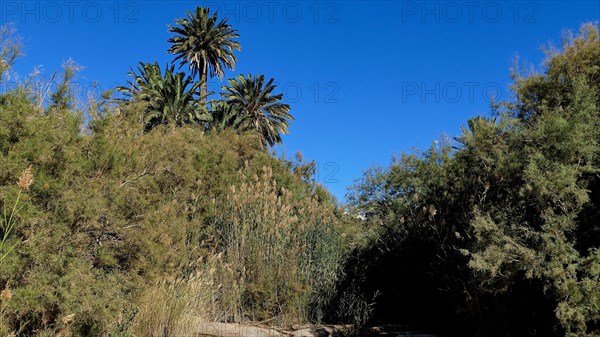 Palm trees