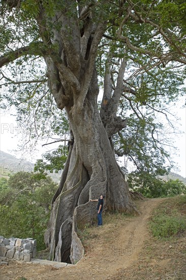 Old silk-cotton tree