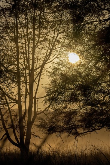 Sunrise through the trees in the misty jungle of Ranthambhore tiger reserve during winters
