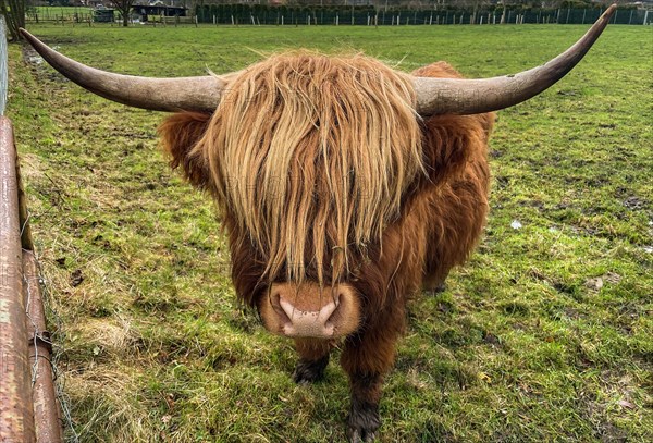 Scottish aurochs