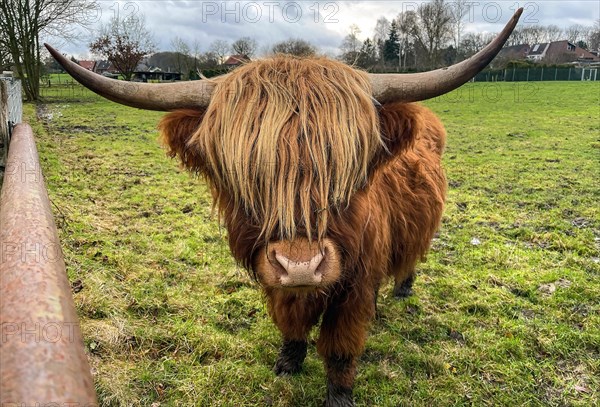 Scottish aurochs