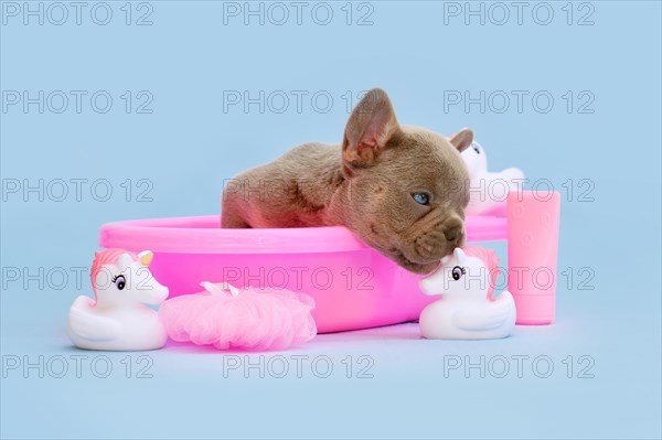 Cute French Bulldog dog puppy in pink bathtub with rubber unicorns on blue background