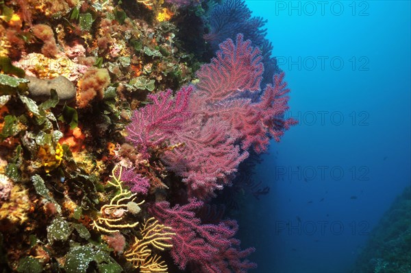 Fan corals