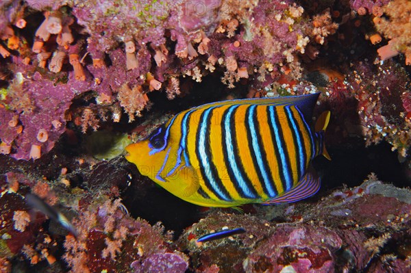 Royal angelfish