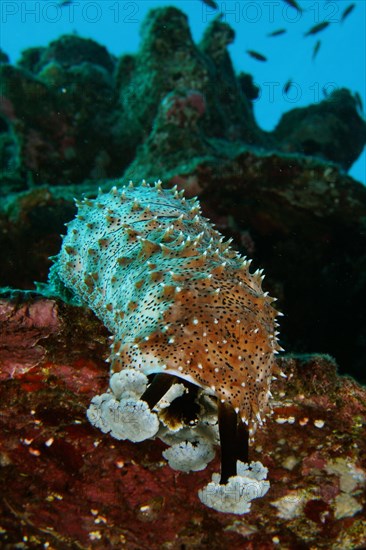 Graeffes sea cucumber