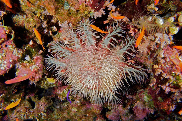 Crown-of-thorns starfish