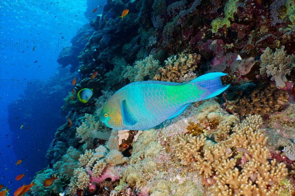 Rusty parrotfish