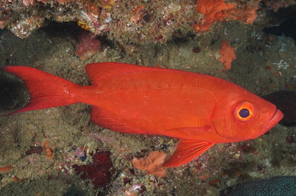 Common bigeye