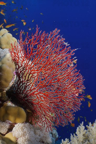 Red knot coral