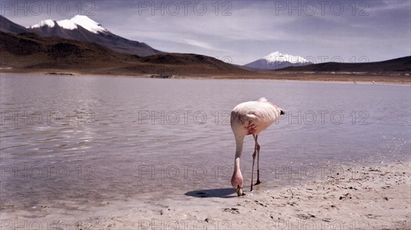 Atacama Desert Bolivia Plateau Flamingo Lagoon Mountains Panorama