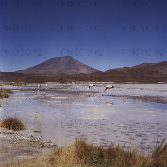 Atacama Desert Bolivia Plateau Flamingo Lagoon Mountains