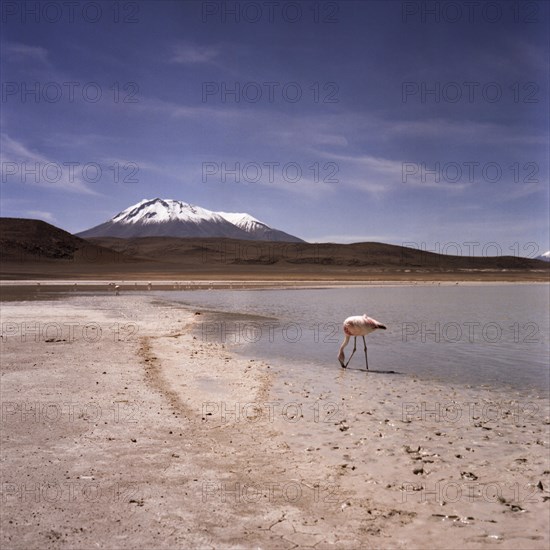 Atacama Desert Bolivia Plateau Flamingo Lagoon Mountains