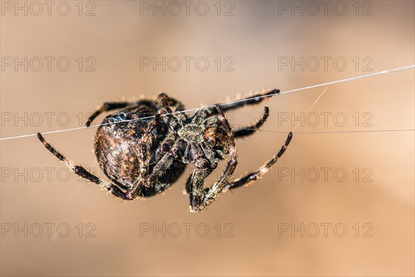 Gorse Orb-weaver