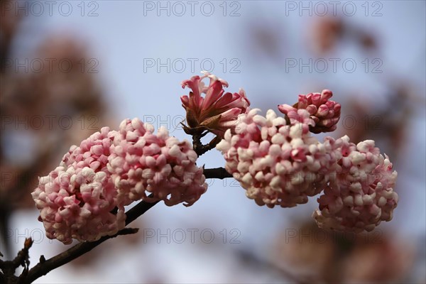 Winter snowball