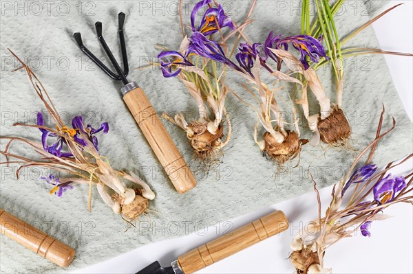 Replanting withered Crocus spring flowers with bulbs