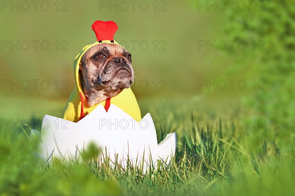 Cute easter chicken dog