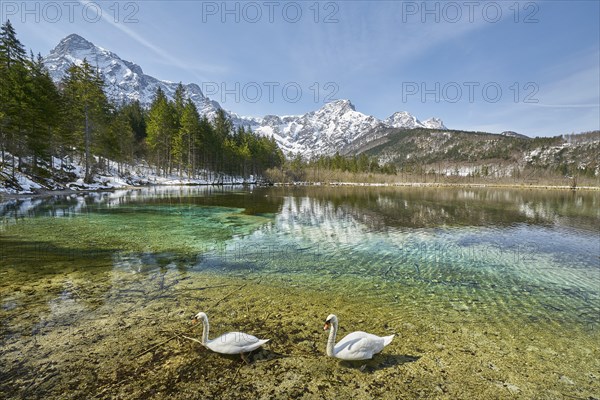 Almsee with swans