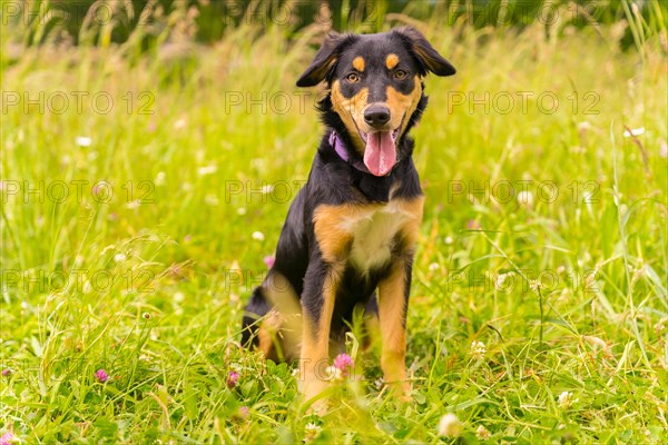 Portrait of a cute dog sitting on a sunny spring day in a flower meadow with his mouth open and his tongue sticking out