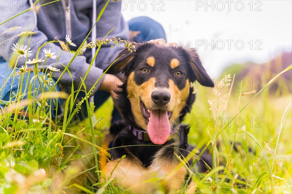 Portrait of a cute dog with an open mouth and tongue sitting on a sunny spring day in a flower meadow