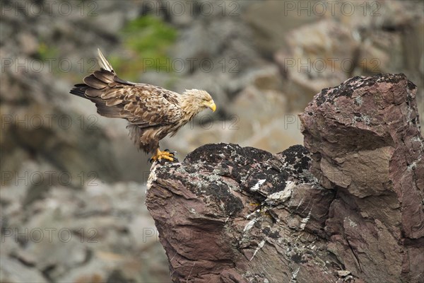 White-tailed eagle