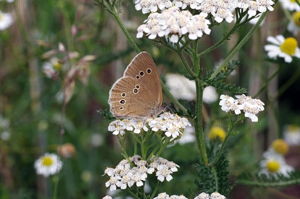 Close-up