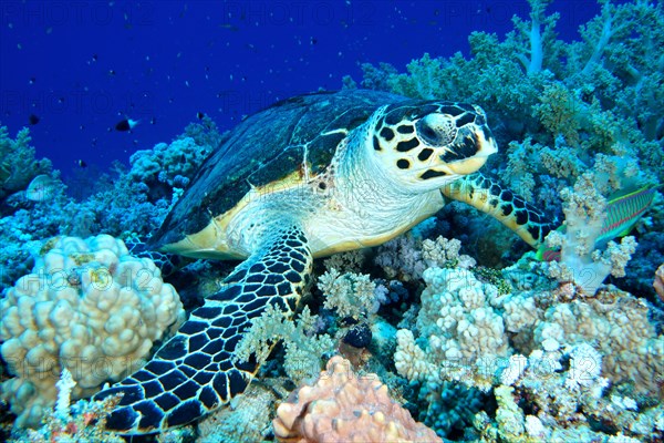 Hawksbill sea turtle