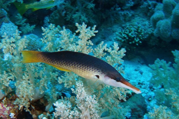 Blue bird wrasse