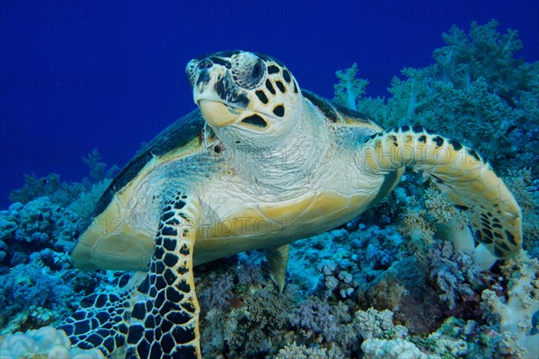 Portrait of hawksbill sea turtle