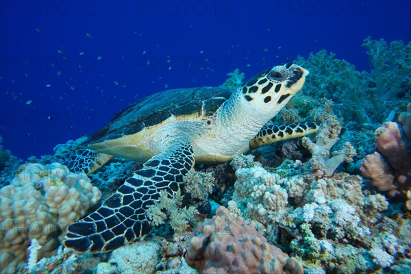 Hawksbill sea turtle